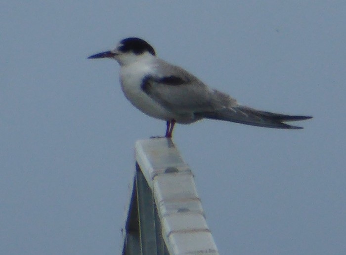 Common Tern