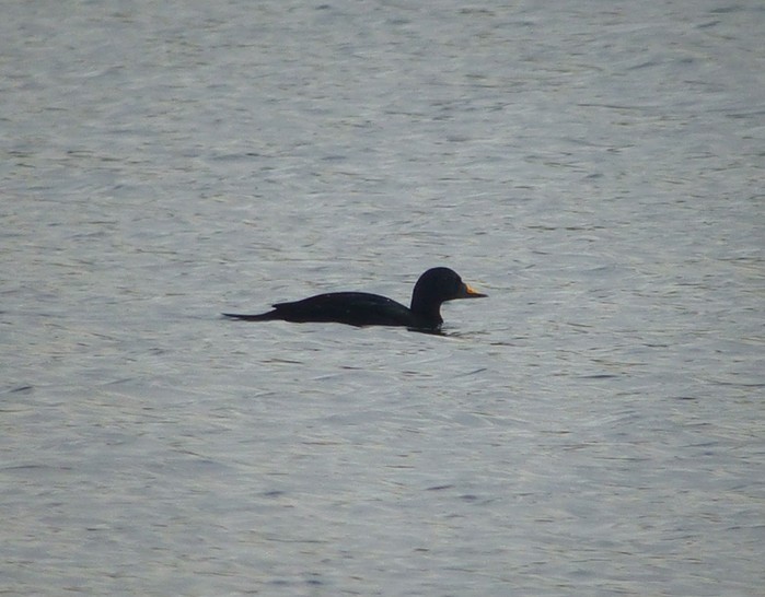 Common Scoter