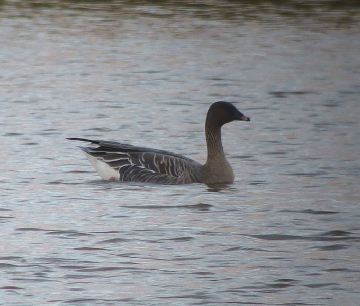 Pink-footed Goose