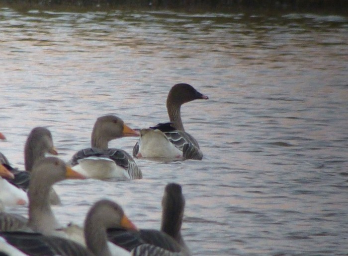 Pink-footed Goose