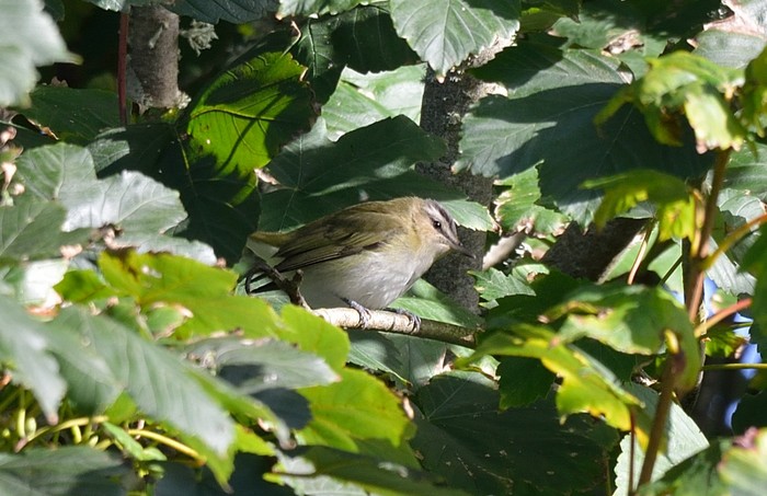 Red-eyed Vireo