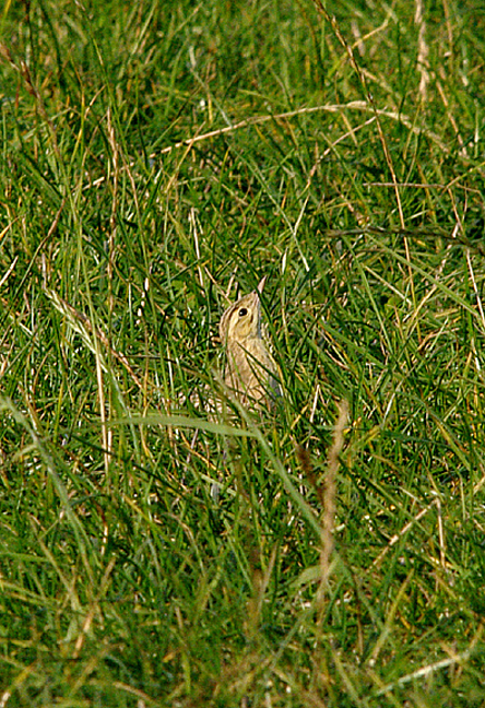 Tawny Pipit