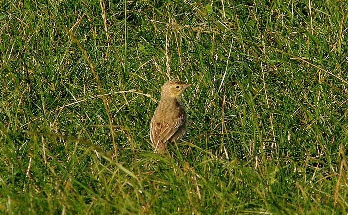 Tawny Pipit