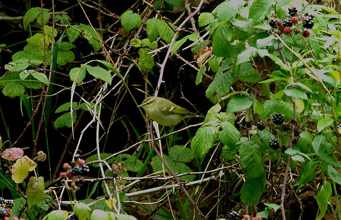 Yellow-browed Warbler
