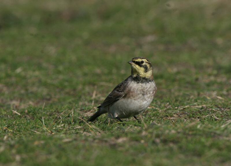 Shorelark