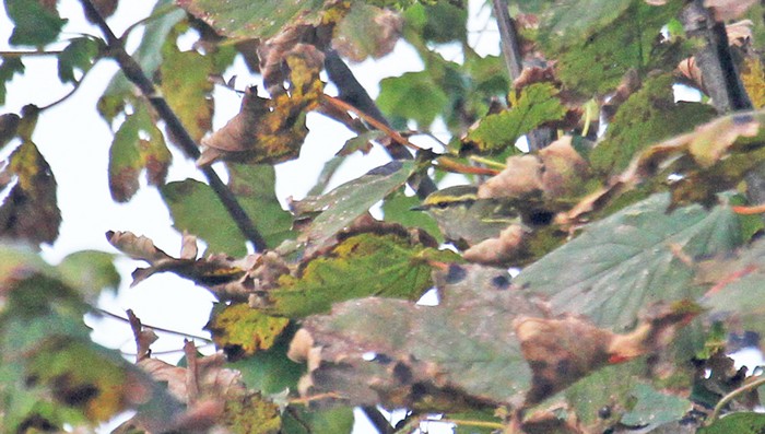 Pallas's Warbler