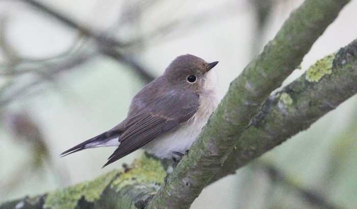 Red-breasted Flycatcher