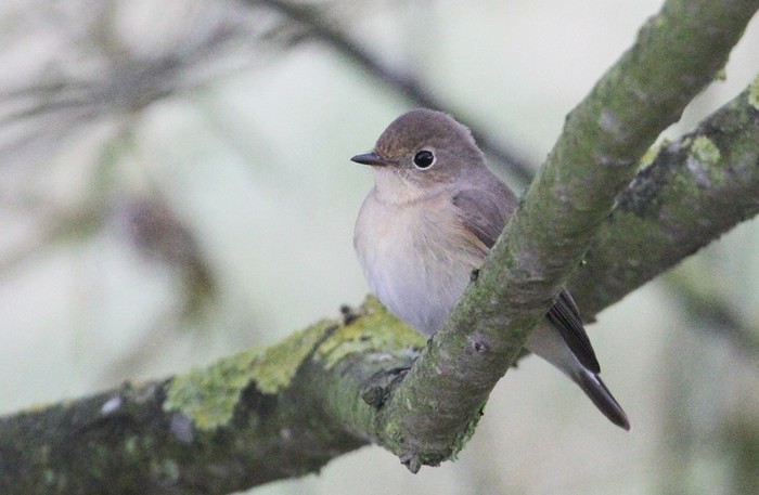 Red-breasted Flycatcher