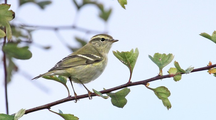 Yellow-browed Warbler