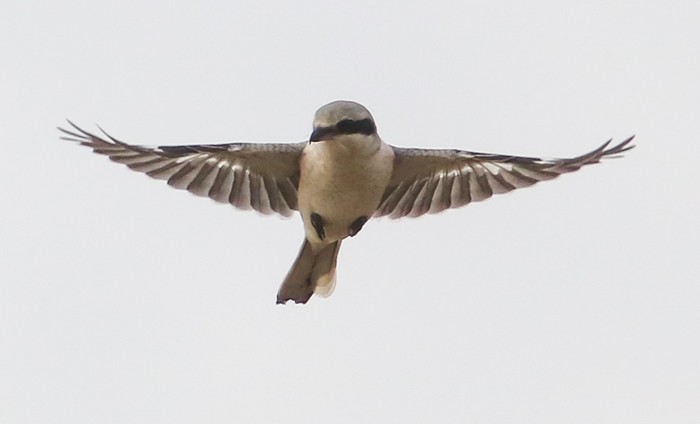 Great Grey Shrike