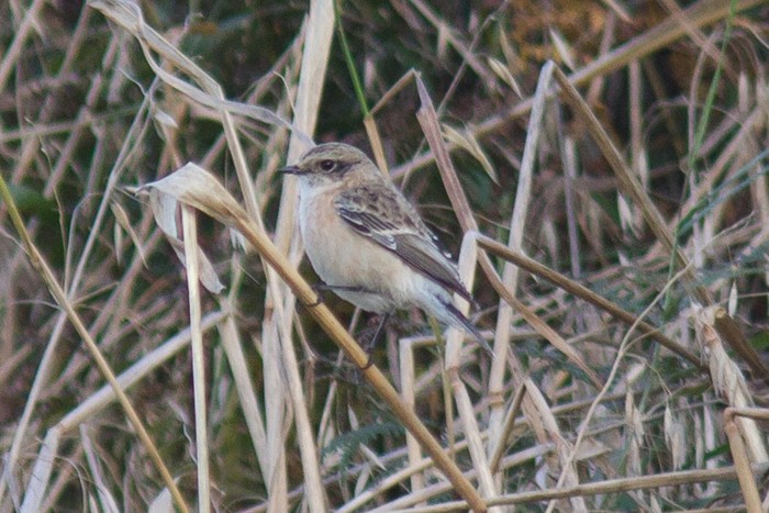Siberian Stonechat