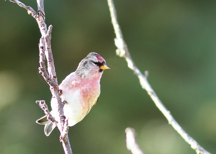 Mealy Redpoll