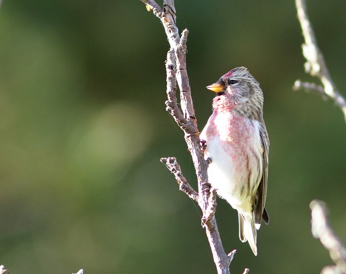 Mealy Redpoll