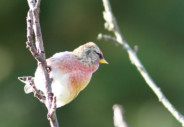 Mealy Redpoll