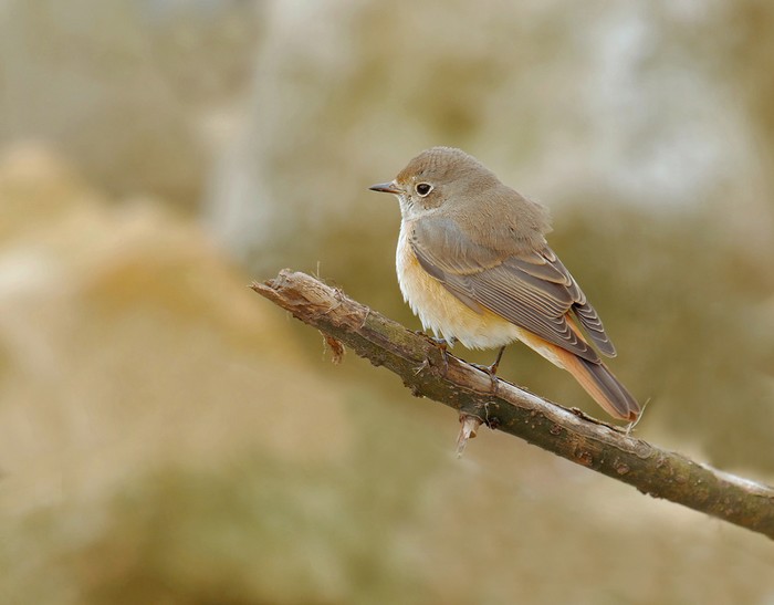 Redstart