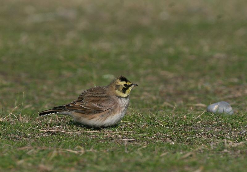 Shorelark