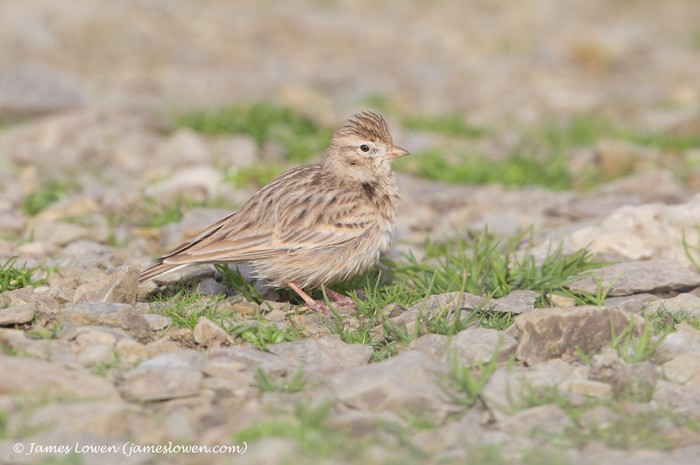 Short-toed Lark