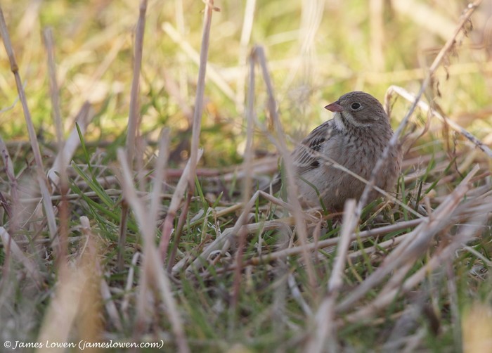 Ortolan Bunting