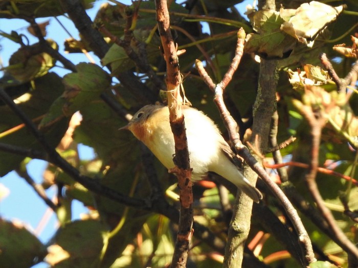Red-breasted Flycatcher