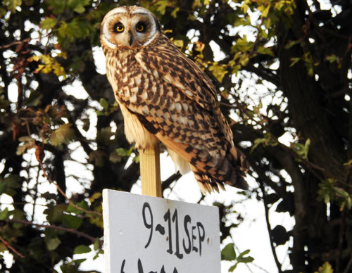 Short-eared Owl