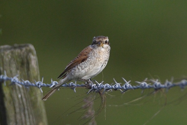 Red-backed Shrike