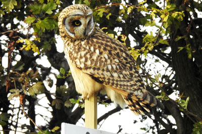 Short-eared Owl