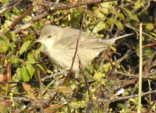Barred Warbler