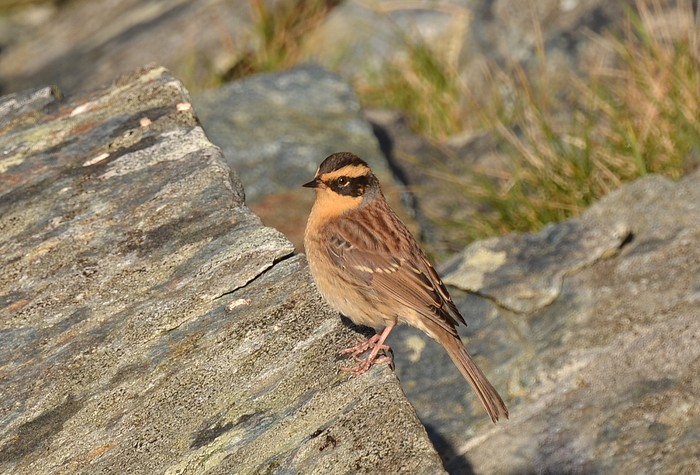 Siberian Accentor