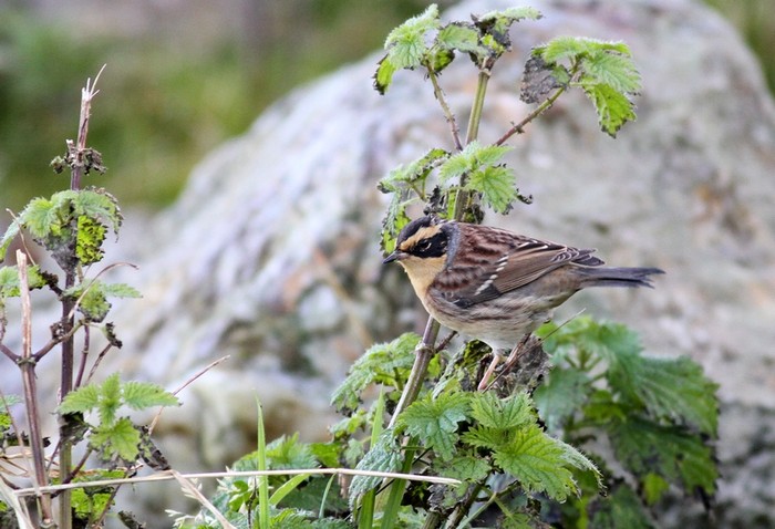 Siberian Accentor