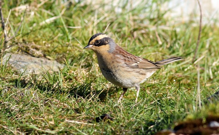Siberian Accentor