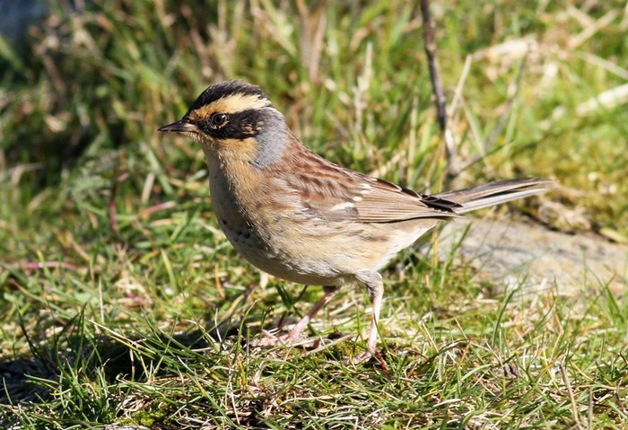 Siberian Accentor