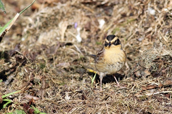 Siberian Accentor