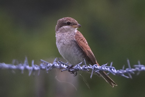 Red-backed Shrike