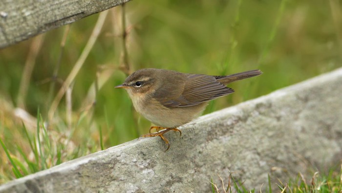 Dusky Warbler