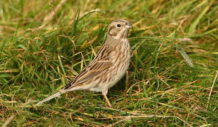Pine Bunting