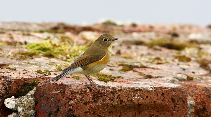 Red-flanked Bluetail