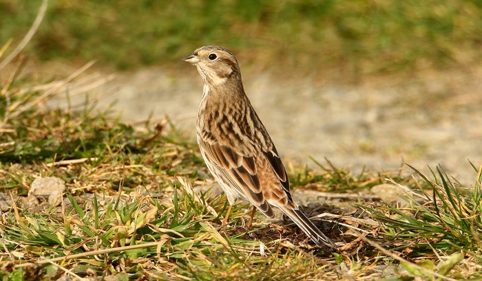 Pine Bunting