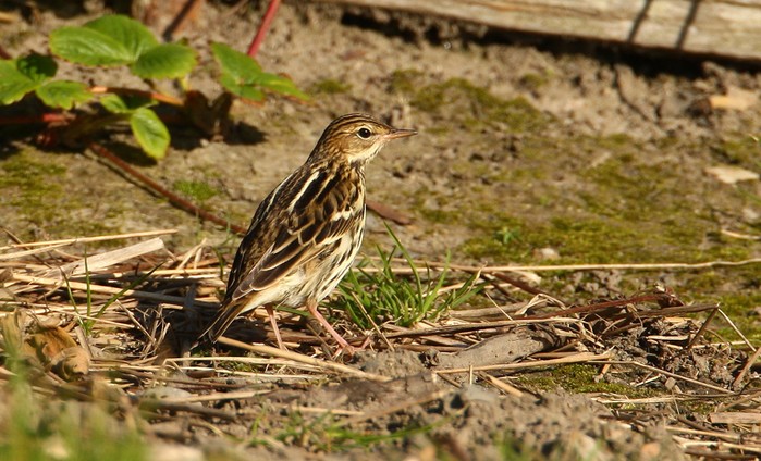 Pechora Pipit