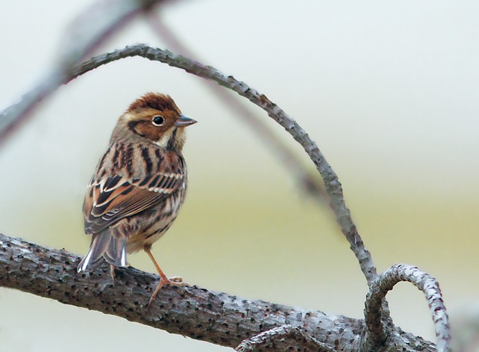 Little Bunting