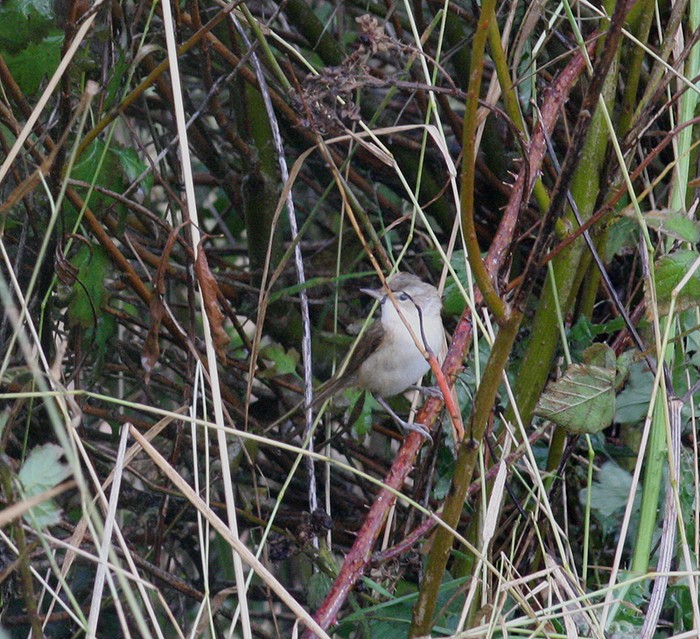Paddyfield Warbler