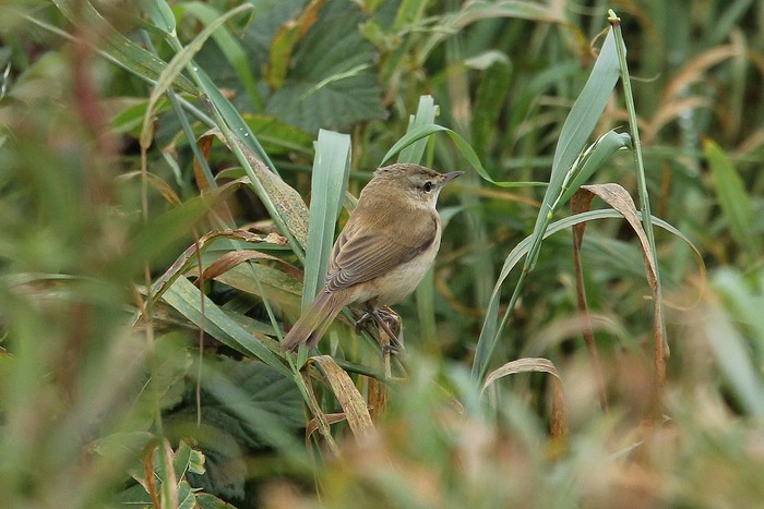 Paddyfield Warbler