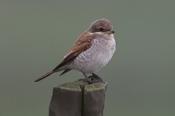 Red-backed Shrike
