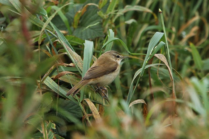 Paddyfield Warbler