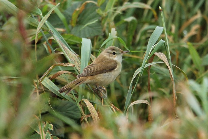 Paddyfield Warbler