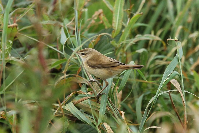 Paddyfield Warbler