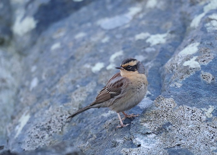Siberian Accentor