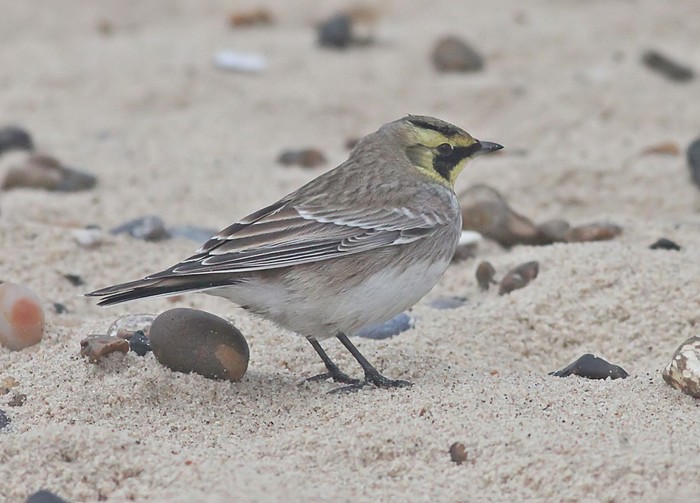 Shorelark