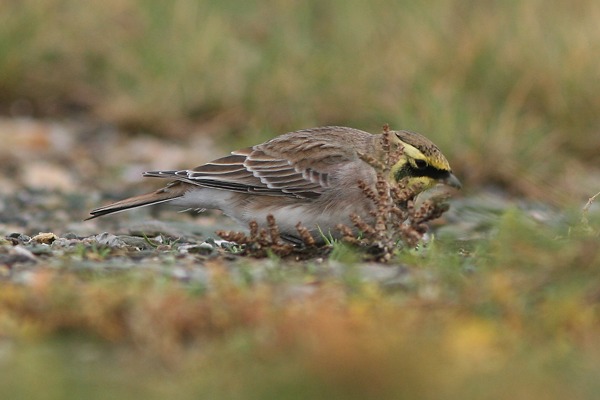 Shorelark