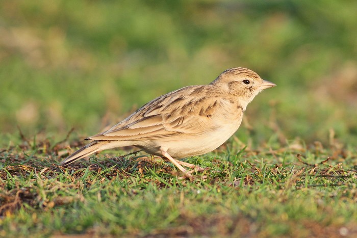 Short-toed Lark