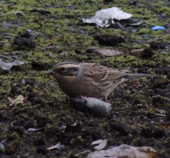 Siberian Accentor